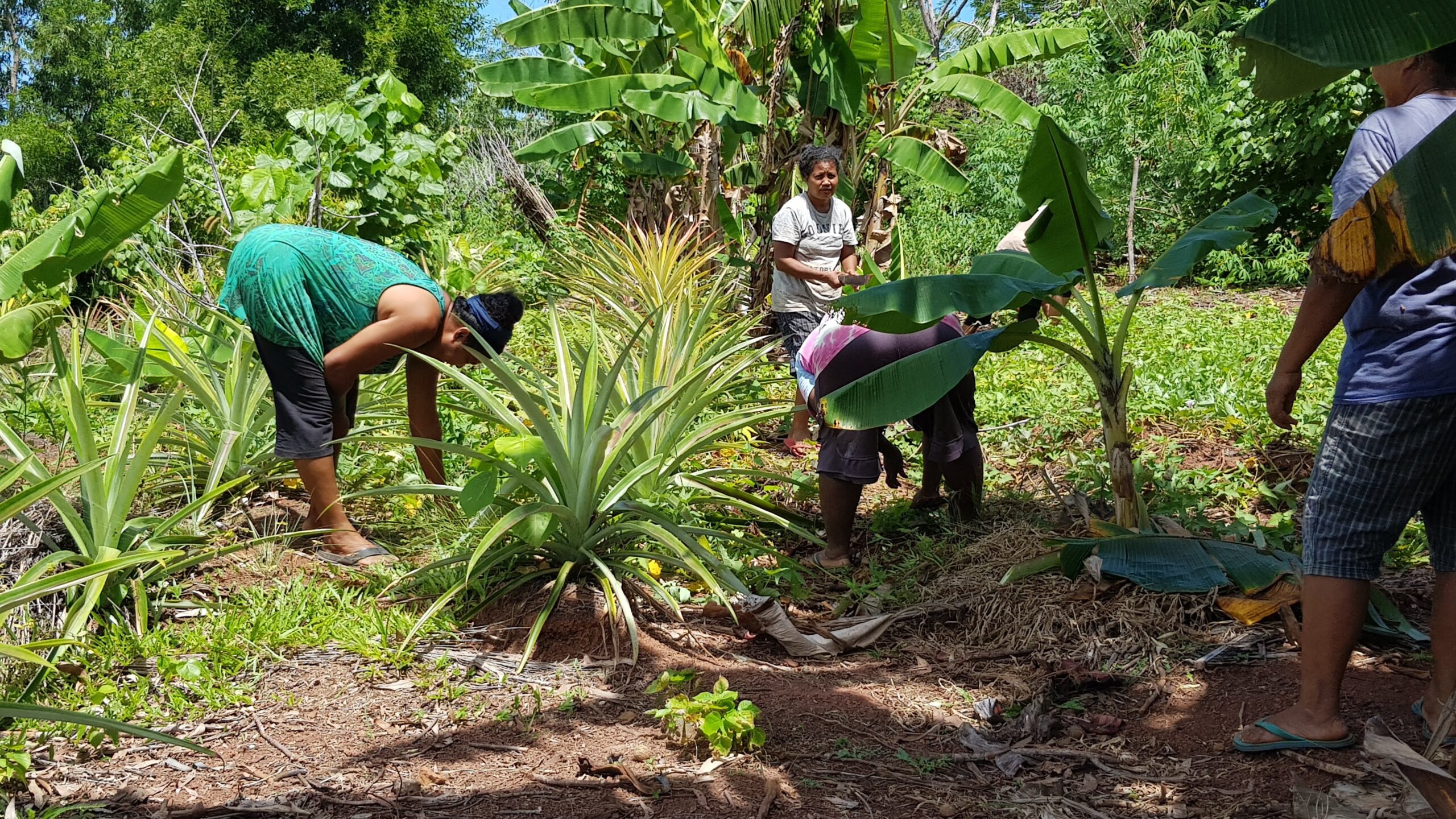 Woman in taro patch in Yap