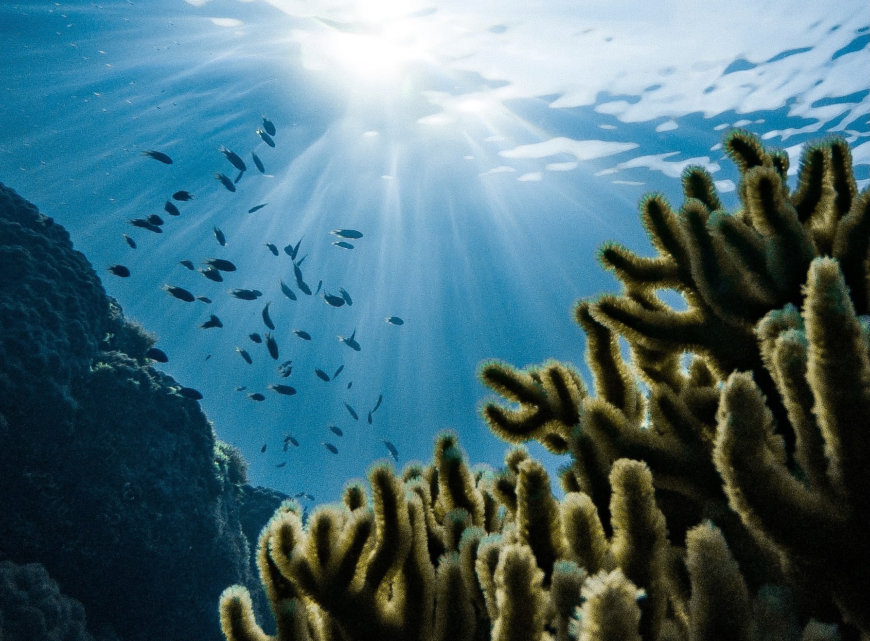 Coral reefs and fish