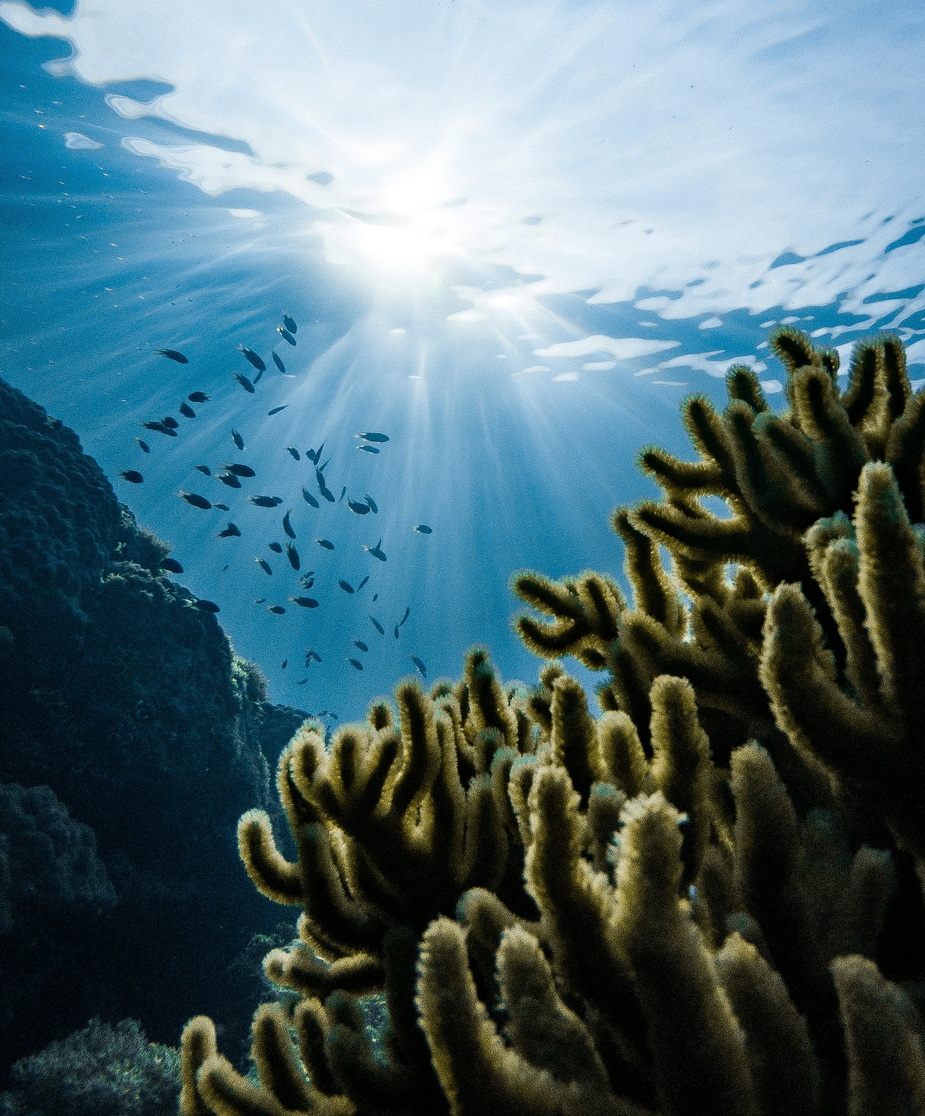 Coral reef