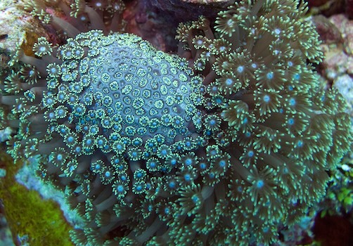 Coral in Kosrae, Micronesia
