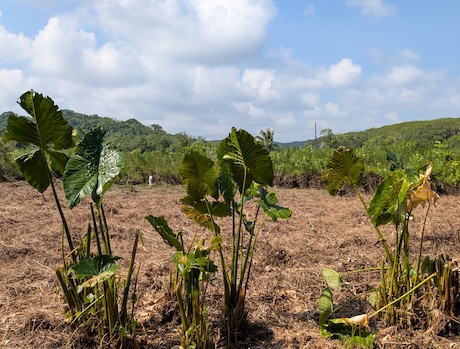 taro field